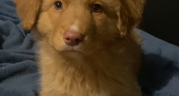 Duck toller retriever puppies