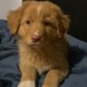 Duck toller retriever puppies