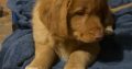 Duck toller retriever puppies