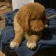 Duck toller retriever puppies