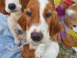 Irish Red and White Setter Puppies Available