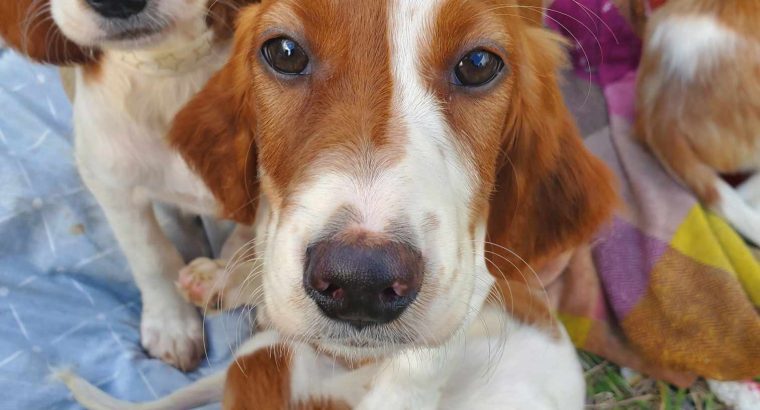 Irish Red and White Setter Puppies Available