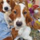 Irish Red and White Setter Puppies Available