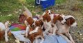 Irish Red and White Setter Puppies Available