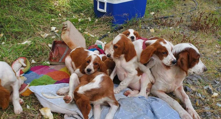 Irish Red and White Setter Puppies Available