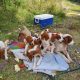 Irish Red and White Setter Puppies Available