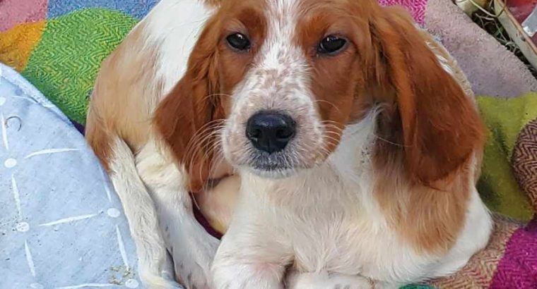 Irish Red and White Setter Puppies Available