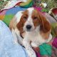 Irish Red and White Setter Puppies Available