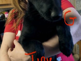 German Shepherd Puppies in Kildalkey