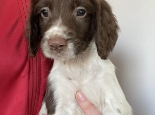 Ikc springer spaniel