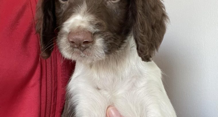 Ikc springer spaniel