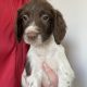 Ikc springer spaniel