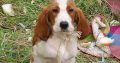 Irish Red and White Setter Puppies Available