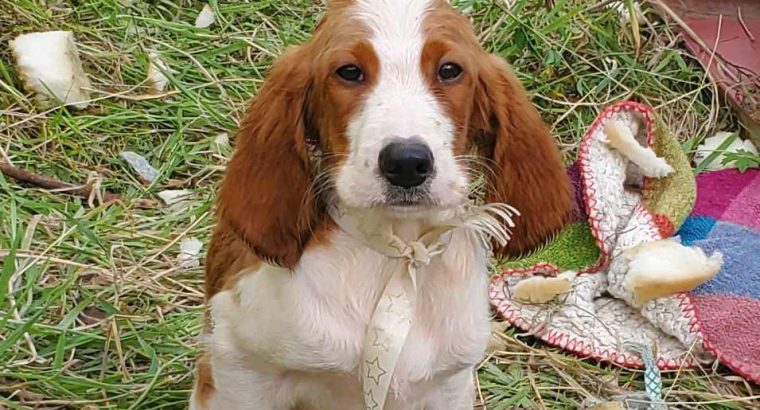 Irish Red and White Setter Puppies Available