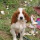 Irish Red and White Setter Puppies Available