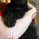 German Shepherd Puppies For Sale