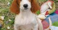 Irish Red and White Setter Puppies Available