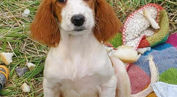 Irish Red and White Setter Puppies Available