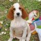 Irish Red and White Setter Puppies Available