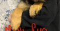 German Shepherd Puppies For Sale