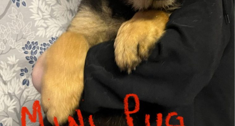 German Shepherd Puppies For Sale