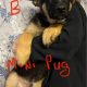 German Shepherd Puppies For Sale