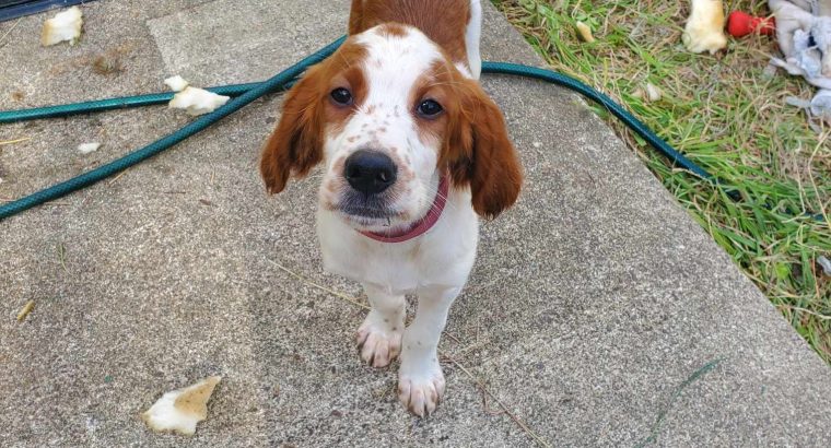 Irish Red and White Setter Puppies Available