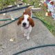 Irish Red and White Setter Puppies Available