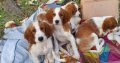 Irish Red and White Setter Puppies Available