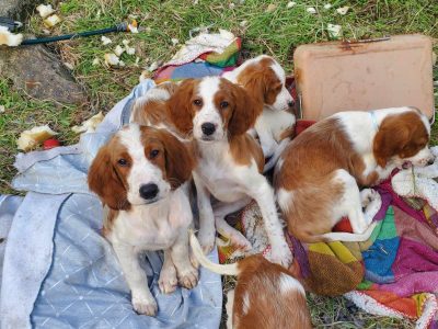 Irish Red and White Setter Puppies in Kenmare
