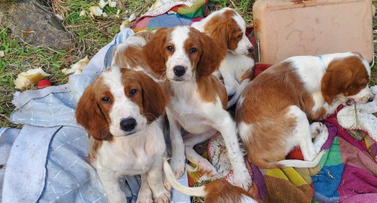 Irish Red and White Setter Puppies Available