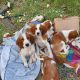 Irish Red and White Setter Puppies Available