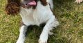 Springer Spaniel