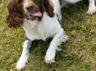 Springer Spaniel