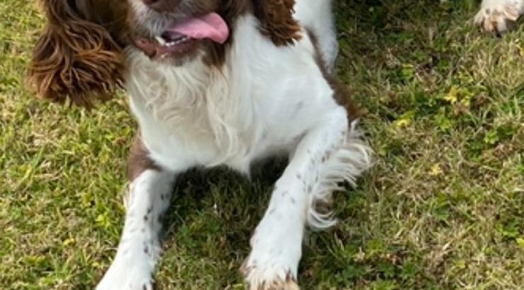 Springer Spaniel