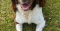 Springer Spaniel