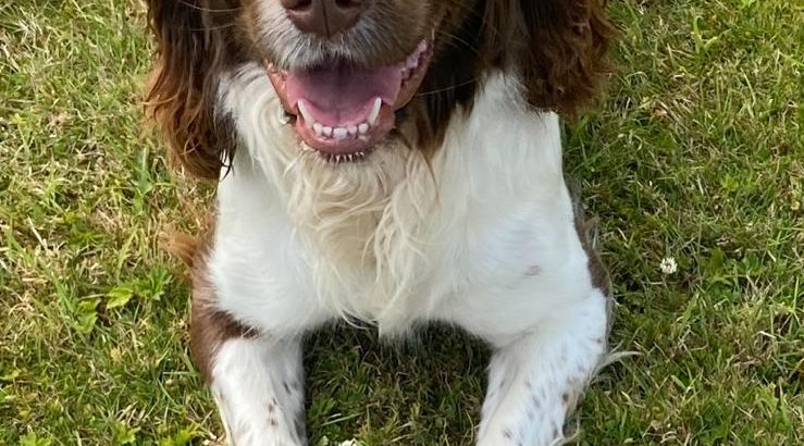 Springer Spaniel