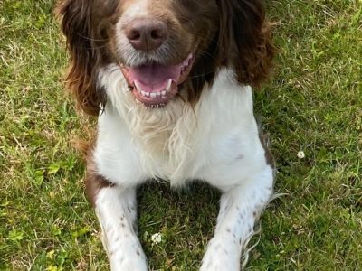 Springer Spaniel