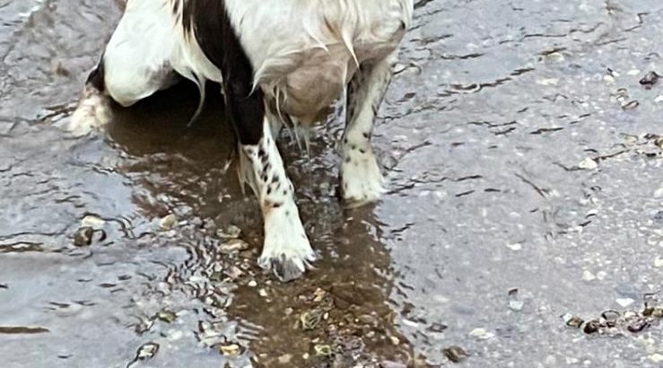 Springer Spaniel