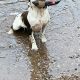 Springer Spaniel