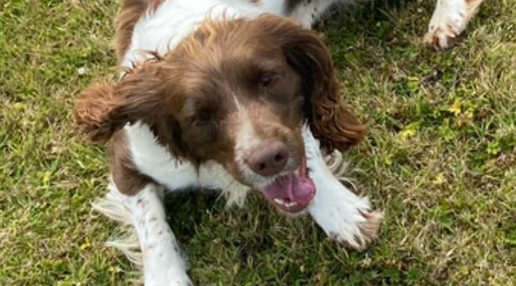 Springer Spaniel