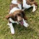 Springer Spaniel