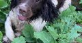 Springer Spaniel