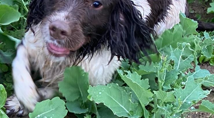 Springer Spaniel