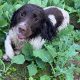 Springer Spaniel