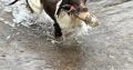 Springer Spaniel