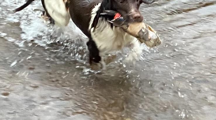 Springer Spaniel