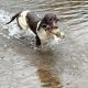 Springer Spaniel