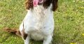 Springer Spaniel