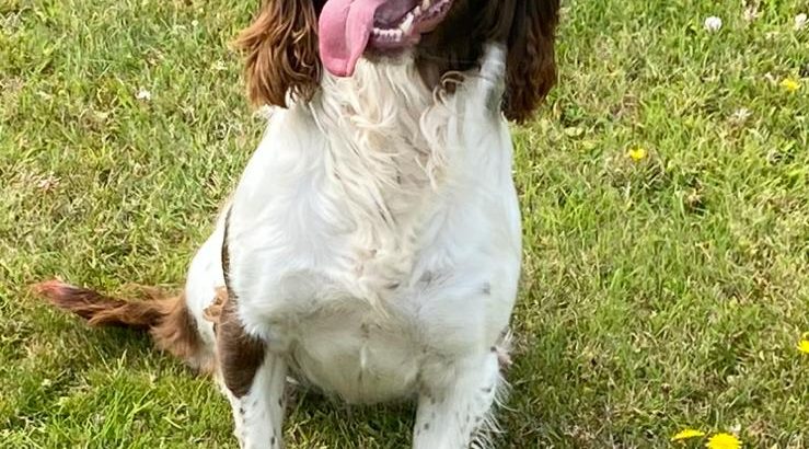 Springer Spaniel